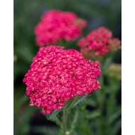 KRAUJAŽOLĖ (ACHILEA MILLEFOLIUM) 'SASSY SUMMER TAFFY'