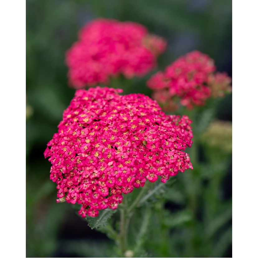 KRAUJAŽOLĖ (ACHILEA MILLEFOLIUM) 'SASSY SUMMER TAFFY' KRAUJAŽOLĖ (ACHILEA MILLEFOLIUM) 'SASSY SUMMER TAFFY'