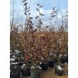 SKROBLAS PAPRASTASIS (CARPINUS BETULUS) SKROBLAS PAPRASTASIS (CARPINUS BETULUS)