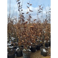 SKROBLAS PAPRASTASIS (CARPINUS BETULUS) SKROBLAS PAPRASTASIS (CARPINUS BETULUS)