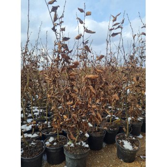 SKROBLAS PAPRASTASIS (CARPINUS BETULUS)