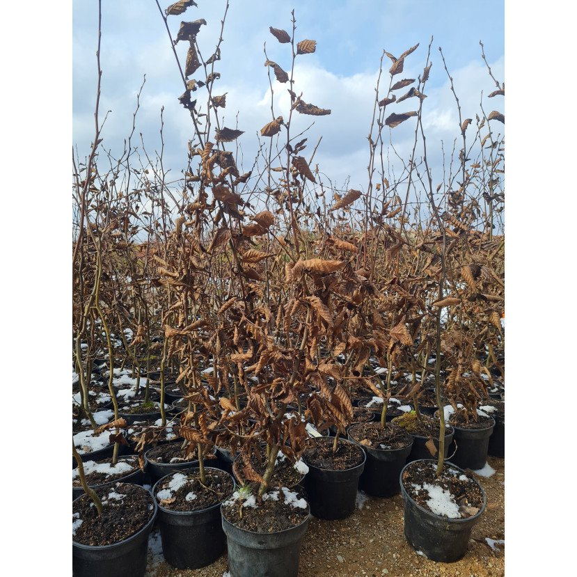 SKROBLAS PAPRASTASIS (CARPINUS BETULUS) SKROBLAS PAPRASTASIS (CARPINUS BETULUS)