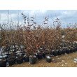 SKROBLAS PAPRASTASIS (CARPINUS BETULUS) SKROBLAS PAPRASTASIS (CARPINUS BETULUS)
