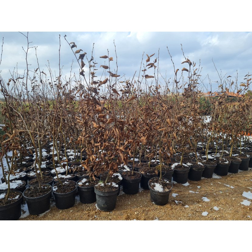 SKROBLAS PAPRASTASIS (CARPINUS BETULUS) SKROBLAS PAPRASTASIS (CARPINUS BETULUS)