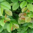 SKROBLAS PAPRASTASIS (CARPINUS BETULUS) SKROBLAS PAPRASTASIS (CARPINUS BETULUS)