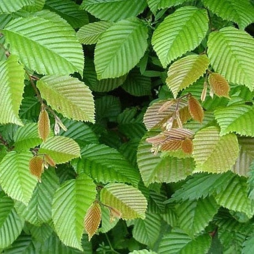 SKROBLAS PAPRASTASIS (CARPINUS BETULUS) SKROBLAS PAPRASTASIS (CARPINUS BETULUS)