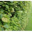 SKROBLAS PAPRASTASIS (CARPINUS BETULUS) SKROBLAS PAPRASTASIS (CARPINUS BETULUS)