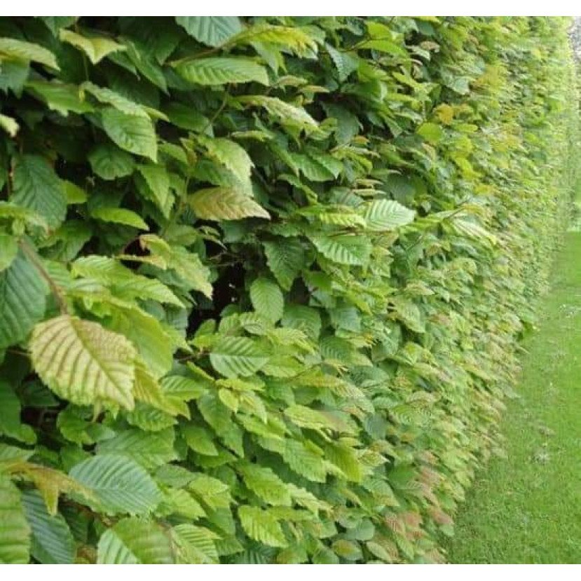 SKROBLAS PAPRASTASIS (CARPINUS BETULUS) SKROBLAS PAPRASTASIS (CARPINUS BETULUS)
