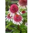 EŽIUOLĖ (ECHINACEA HYBRIDA) 'STRAWBERRY AND CREAM' EŽIUOLĖ (ECHINACEA HYBRIDA) 'STRAWBERRY AND CREAM'