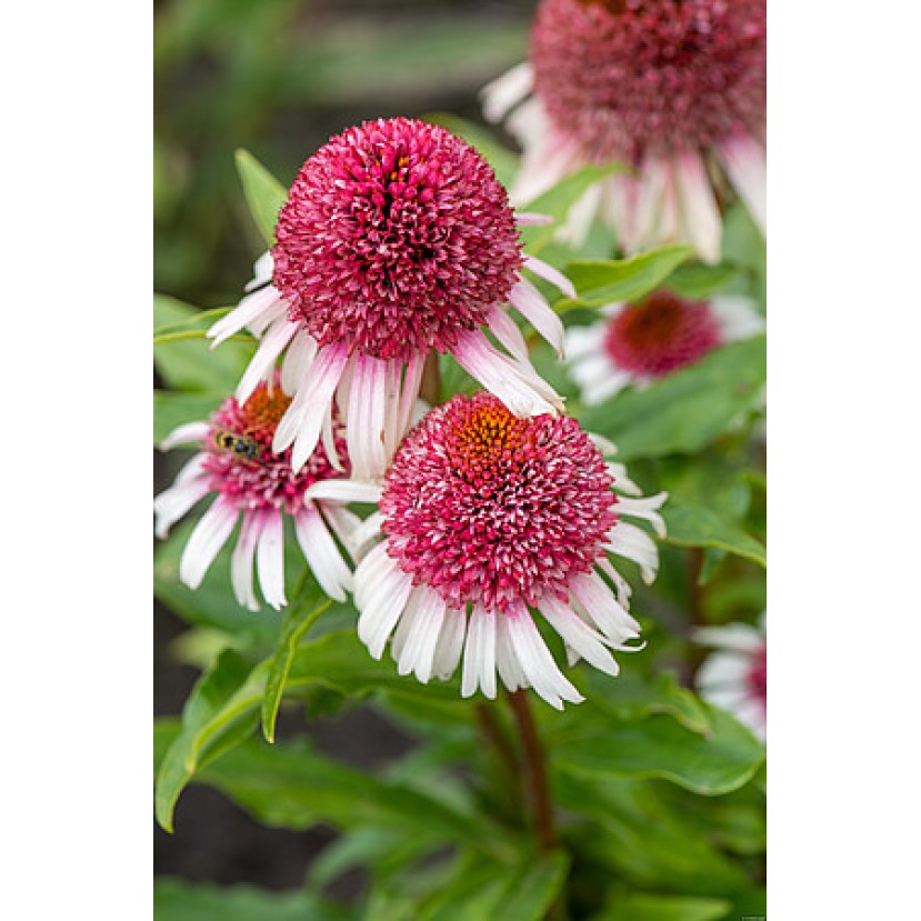 EŽIUOLĖ (ECHINACEA HYBRIDA) 'STRAWBERRY AND CREAM' EŽIUOLĖ (ECHINACEA HYBRIDA) 'STRAWBERRY AND CREAM'