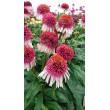 EŽIUOLĖ (ECHINACEA HYBRIDA) 'STRAWBERRY AND CREAM' EŽIUOLĖ (ECHINACEA HYBRIDA) 'STRAWBERRY AND CREAM'