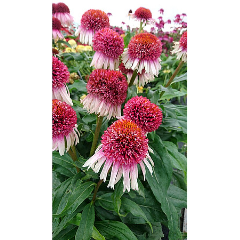 EŽIUOLĖ (ECHINACEA HYBRIDA) 'STRAWBERRY AND CREAM' EŽIUOLĖ (ECHINACEA HYBRIDA) 'STRAWBERRY AND CREAM'
