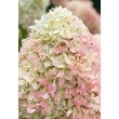 ŠLUOTELINĖ HORTENZIJA (HYDRANGEA PANICULATA) 'CANDY LOVE' ŠLUOTELINĖ HORTENZIJA (HYDRANGEA PANICULATA) 'CANDY LOVE'