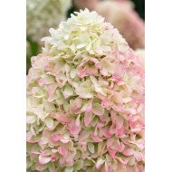 ŠLUOTELINĖ HORTENZIJA (HYDRANGEA PANICULATA) 'CANDY LOVE' ŠLUOTELINĖ HORTENZIJA (HYDRANGEA PANICULATA) 'CANDY LOVE'