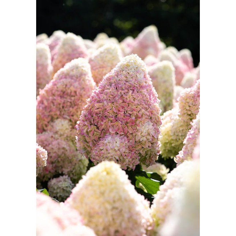 ŠLUOTELINĖ HORTENZIJA (HYDRANGEA PANICULATA) 'CANDY LOVE' ŠLUOTELINĖ HORTENZIJA (HYDRANGEA PANICULATA) 'CANDY LOVE'