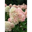 ŠLUOTELINĖ HORTENZIJA (HYDRANGEA PANICULATA) 'CANDY LOVE' ŠLUOTELINĖ HORTENZIJA (HYDRANGEA PANICULATA) 'CANDY LOVE'