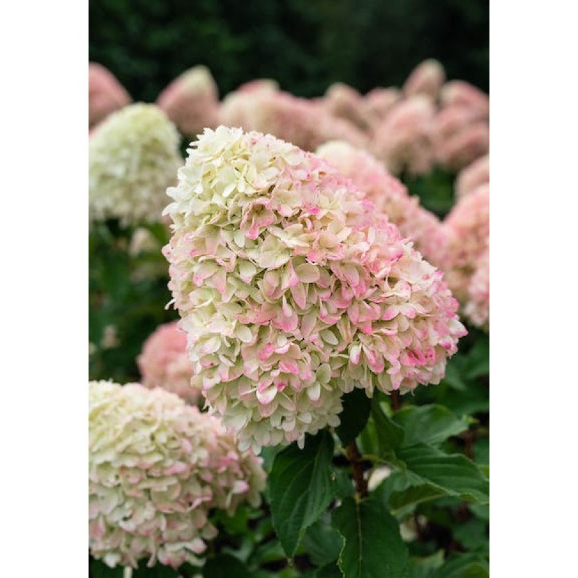 ŠLUOTELINĖ HORTENZIJA (HYDRANGEA PANICULATA) 'CANDY LOVE' ŠLUOTELINĖ HORTENZIJA (HYDRANGEA PANICULATA) 'CANDY LOVE'