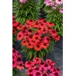 EŽIUOLĖ (ECHINACEA HYBRIDA) 'SUNMAGIC VINTAGE RUBY' EŽIUOLĖ (ECHINACEA HYBRIDA) 'SUNMAGIC VINTAGE RUBY'