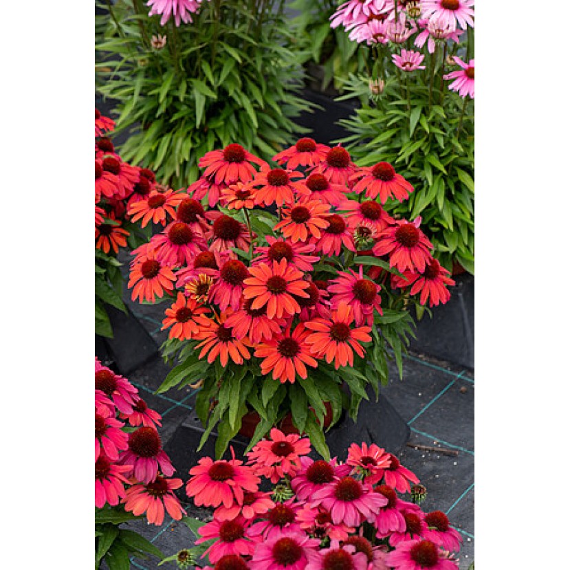 EŽIUOLĖ (ECHINACEA HYBRIDA) 'SUNMAGIC VINTAGE RUBY' EŽIUOLĖ (ECHINACEA HYBRIDA) 'SUNMAGIC VINTAGE RUBY'