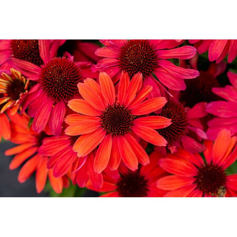 EŽIUOLĖ (ECHINACEA HYBRIDA) 'SUNMAGIC VINTAGE RUBY' EŽIUOLĖ (ECHINACEA HYBRIDA) 'SUNMAGIC VINTAGE RUBY'