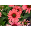 EŽIUOLĖ (ECHINACEA HYBRIDA) 'SUNMAGIC VINTAGE WATERMELON'