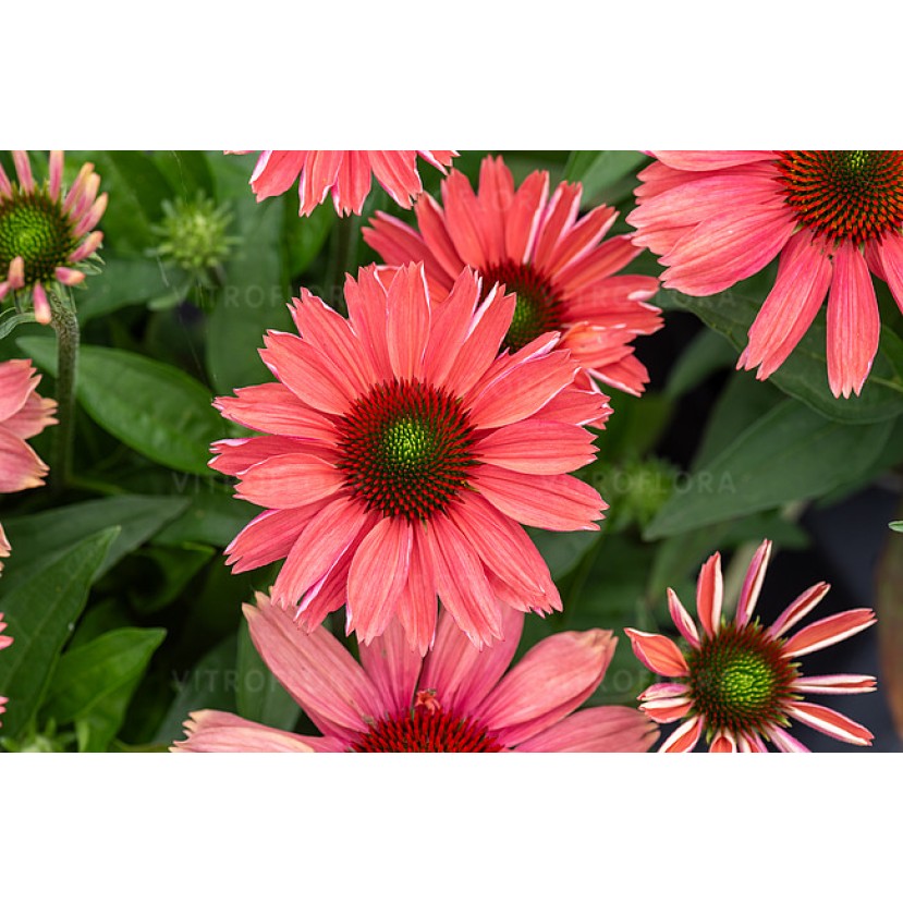 EŽIUOLĖ (ECHINACEA HYBRIDA) 'SUNMAGIC VINTAGE WATERMELON'