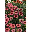 EŽIUOLĖ (ECHINACEA HYBRIDA) 'SUNMAGIC VINTAGE WATERMELON'