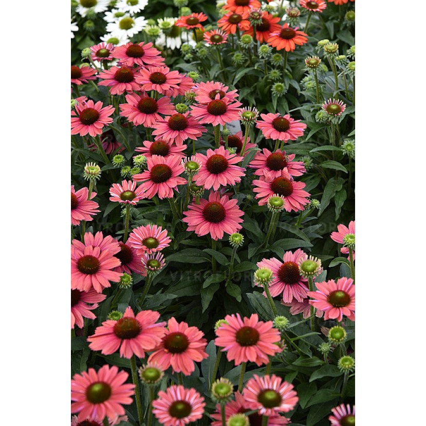 EŽIUOLĖ (ECHINACEA HYBRIDA) 'SUNMAGIC VINTAGE WATERMELON'