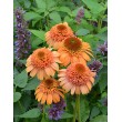 EŽIUOLĖ (ECHINACEA HYBRIDA) 'SUPREME CANTALOUPE'