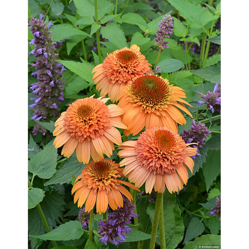 EŽIUOLĖ (ECHINACEA HYBRIDA) 'SUPREME CANTALOUPE'
