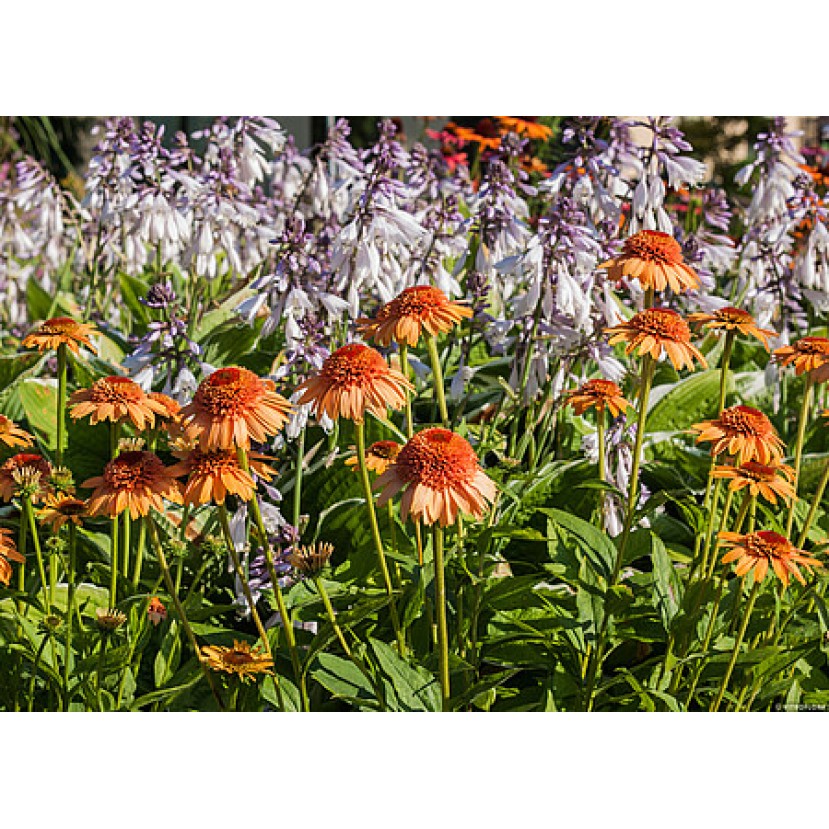 EŽIUOLĖ (ECHINACEA HYBRIDA) 'SUPREME CANTALOUPE'