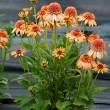 EŽIUOLĖ (ECHINACEA HYBRIDA) 'SUPREME CANTALOUPE'