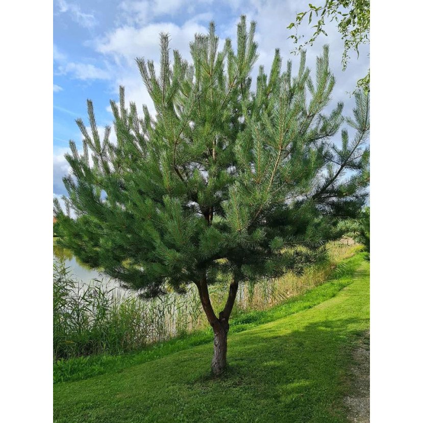 PUŠIS PAPRASTOJI (PINUS SYLVESTRIS) PUŠIS PAPRASTOJI (PINUS SYLVESTRIS)