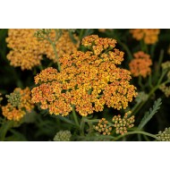 KRAUJAŽOLĖ (ACHILEA MILLEFOLIUM) 'TERRACOTTA'