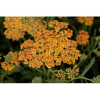 KRAUJAŽOLĖ (ACHILEA MILLEFOLIUM) 'TERRACOTTA'