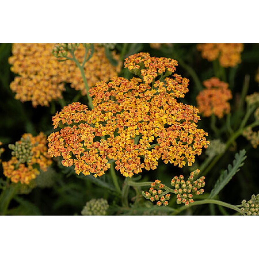 KRAUJAŽOLĖ (ACHILEA MILLEFOLIUM) 'TERRACOTTA'