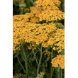 KRAUJAŽOLĖ (ACHILEA MILLEFOLIUM) 'TERRACOTTA'