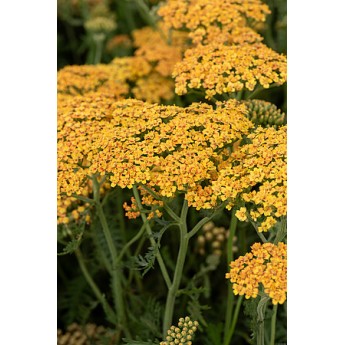 KRAUJAŽOLĖ (ACHILEA MILLEFOLIUM) 'TERRACOTTA' KRAUJAŽOLĖ (ACHILEA MILLEFOLIUM) 'TERRACOTTA'
