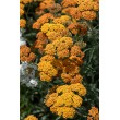 KRAUJAŽOLĖ (ACHILEA MILLEFOLIUM) 'TERRACOTTA'