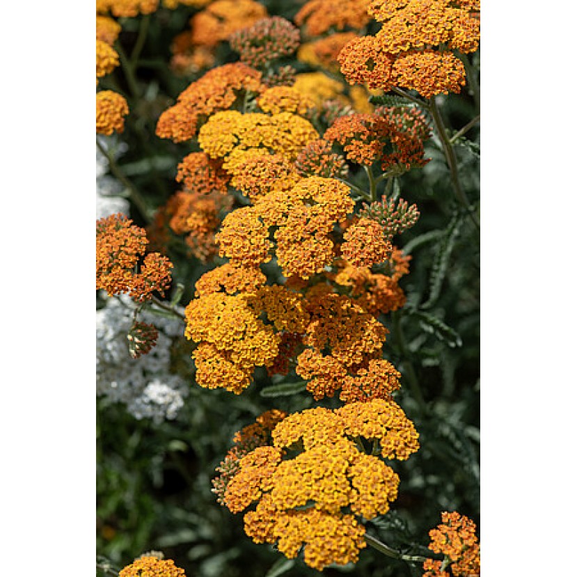 KRAUJAŽOLĖ (ACHILEA MILLEFOLIUM) 'TERRACOTTA'