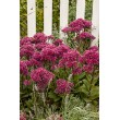 ŠILOKAS (SEDUM TELEPHIUM) 'THUNDERHEAD' ŠILOKAS (SEDUM TELEPHIUM) 'THUNDERHEAD'