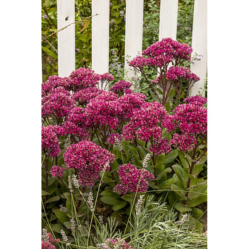 ŠILOKAS (SEDUM TELEPHIUM) 'THUNDERHEAD' ŠILOKAS (SEDUM TELEPHIUM) 'THUNDERHEAD'