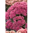 ŠILOKAS (SEDUM TELEPHIUM) 'THUNDERHEAD' ŠILOKAS (SEDUM TELEPHIUM) 'THUNDERHEAD'