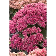 ŠILOKAS (SEDUM TELEPHIUM) 'THUNDERHEAD'