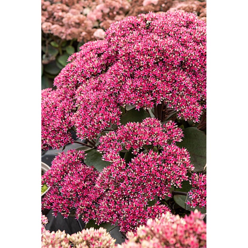 ŠILOKAS (SEDUM TELEPHIUM) 'THUNDERHEAD' ŠILOKAS (SEDUM TELEPHIUM) 'THUNDERHEAD'