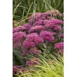 ŠILOKAS (SEDUM TELEPHIUM) 'THUNDERHEAD' ŠILOKAS (SEDUM TELEPHIUM) 'THUNDERHEAD'