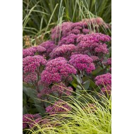 ŠILOKAS (SEDUM TELEPHIUM) 'THUNDERHEAD'