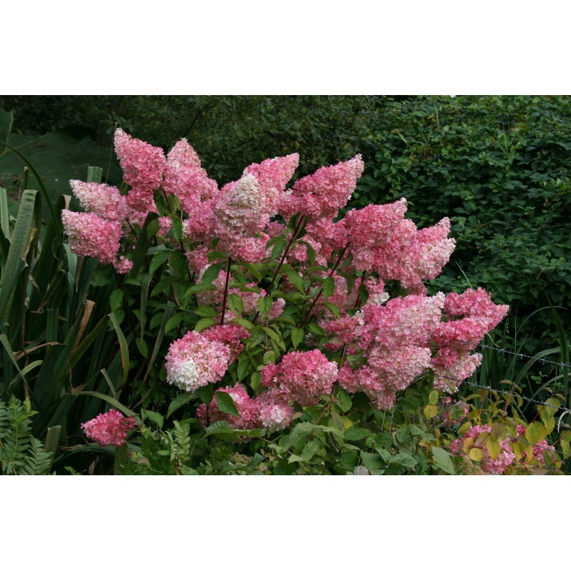 ŠLUOTELINĖ HORTENZIJA (HYDRANGEA PANICULATA) 'VANILLE FRAISE' ŠLUOTELINĖ HORTENZIJA (HYDRANGEA PANICULATA) 'VANILLE FRAISE'