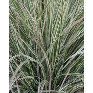 SMAILIAŽIEDIS LENDRŪNAS (CALAMAGROSTIS X ACUTIFLORA) 'OVERDAM' SMAILIAŽIEDIS LENDRŪNAS (CALAMAGROSTIS X ACUTIFLORA) 'OVERDAM'
